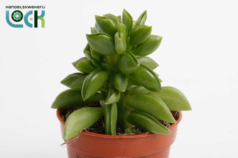 Peperomia ferreyrae 'Green Sparks'