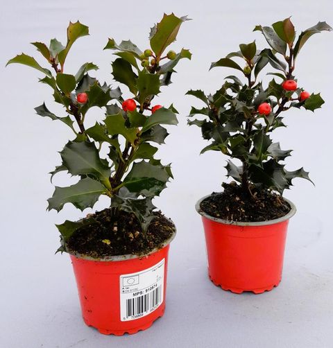 Ilex x meserveae 'Blue Angel'