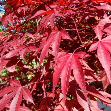 Acer palmatum 'Atropurpureum'