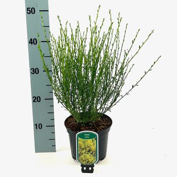 Cytisus scoparius 'Vanesse'