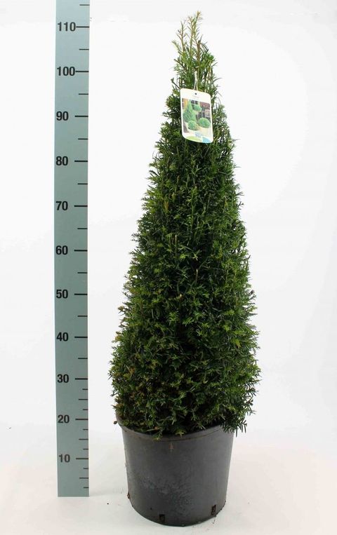 Taxus baccata