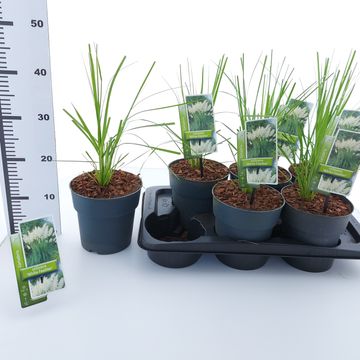 Cortaderia selloana 'Weiße Feder'