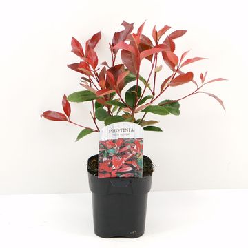 Photinia x fraseri 'Red Robin'