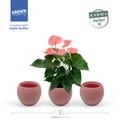 Anthurium KARMA PINK