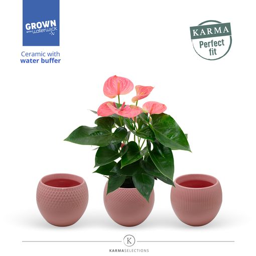 Anthurium KARMA PINK