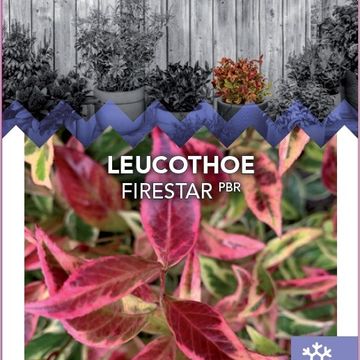 Leucothoe FIRESTAR