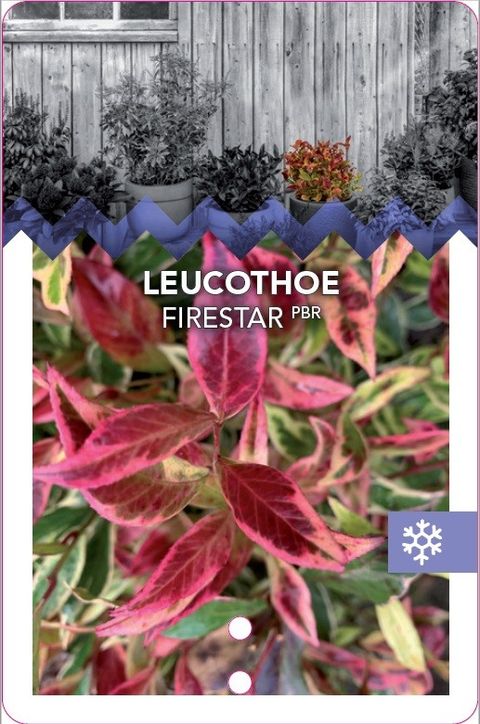 Leucothoe FIRESTAR