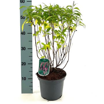 Elsholtzia stauntonii