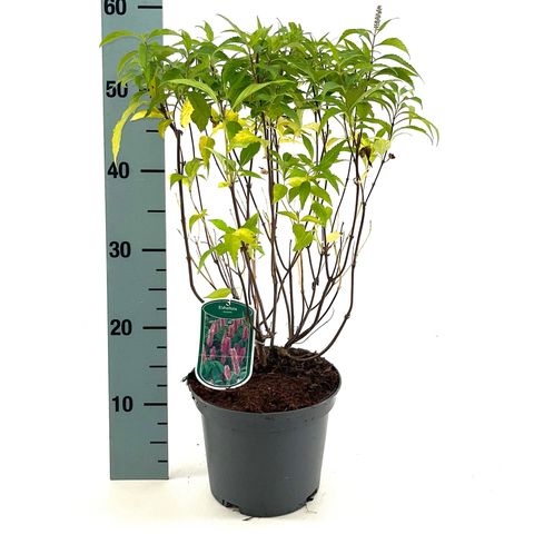 Elsholtzia stauntonii