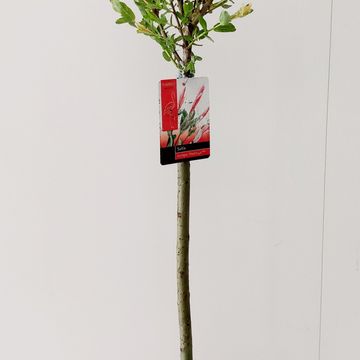 Salix integra 'Flamingo'