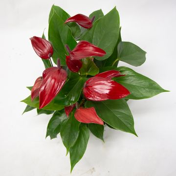 Anthurium BANDEROLA LAVA