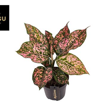 Aglaonema 'Pink Leopard'