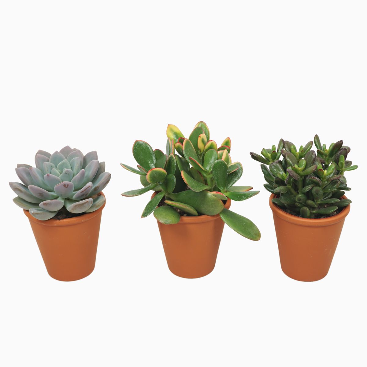 Succulents Mix — Plant Wholesale Floraccess