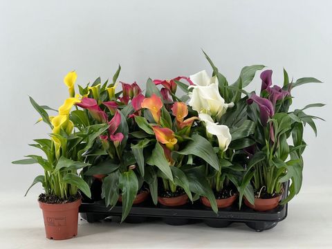 Zantedeschia MIX