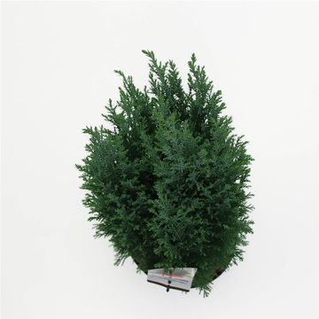 Chamaecyparis лавсониана 'Элвуди'