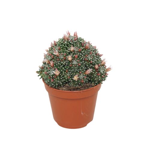 Mammillaria painteri