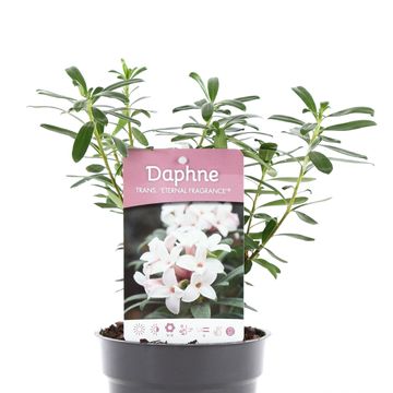 Daphne x transatlantica ETERNAL FRAGRANCE