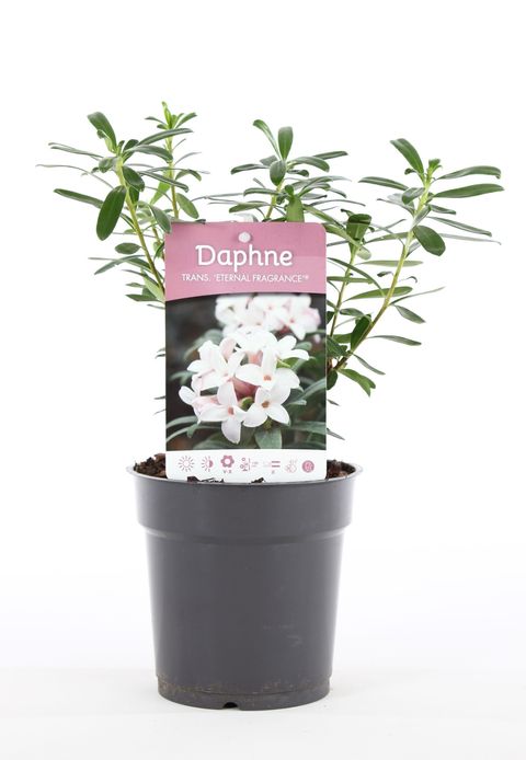 Daphne x transatlantica ETERNAL FRAGRANCE