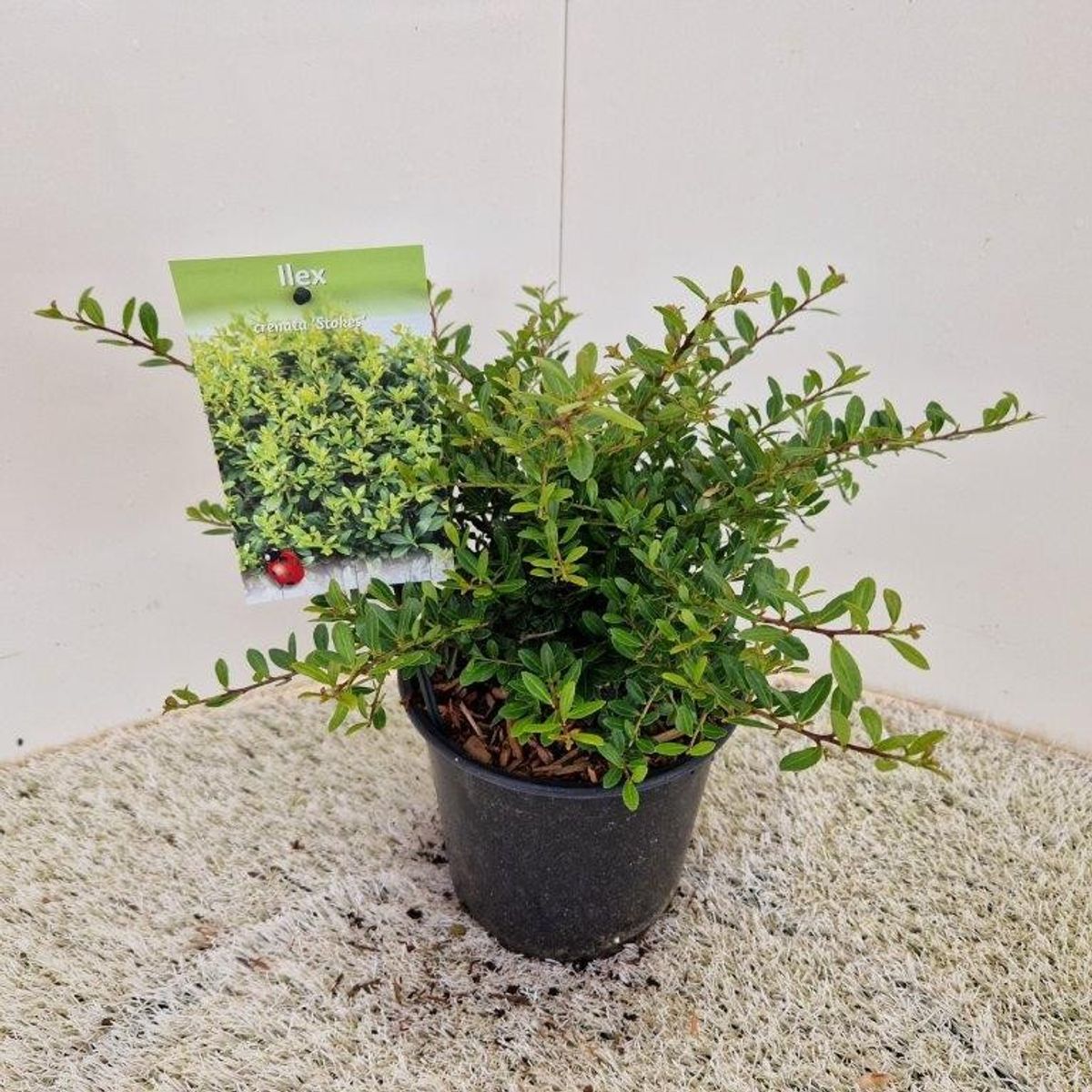 Ilex crenata 'Stokes' — Plant Wholesale FlorAccess