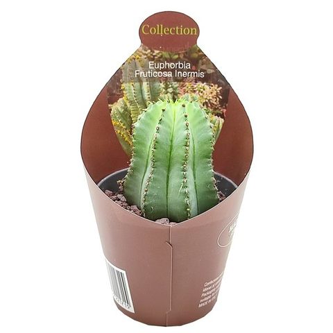 Euphorbia fruticosa 'Inermis'