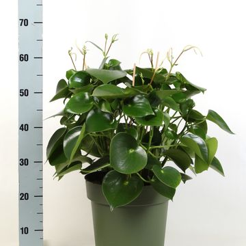 Peperomia polybotrya 'Raindrop'