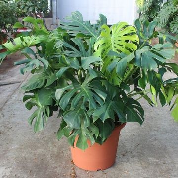 Monstera deliciosa