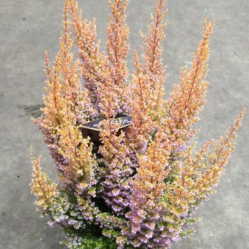 Erica sparsa 'Orange Savannah'