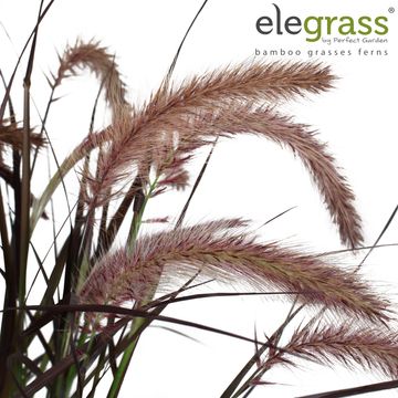 Pennisetum advena 'Tiny Tails'