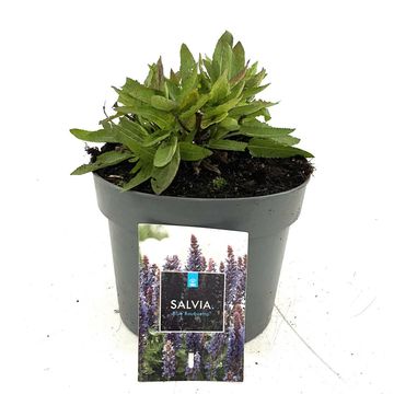 Salvia nemorosa BLUE BOUQUETTA