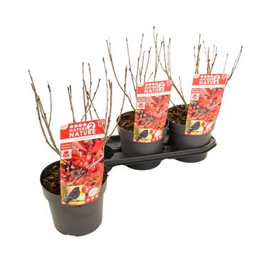 Aronia arbutifolia 'Brilliant'