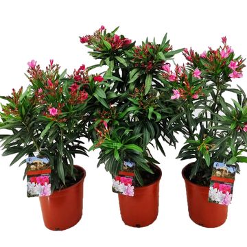 Nerium oleander