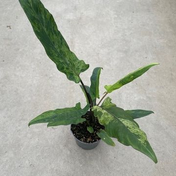 Alocasia lauterbachiana 'Variegata'