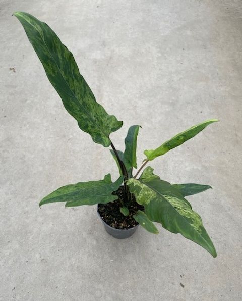 Alocasia lauterbachiana 'Variegata'