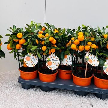 x Citrofortunella microcarpa