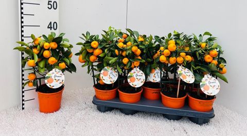 x Citrofortunella microcarpa