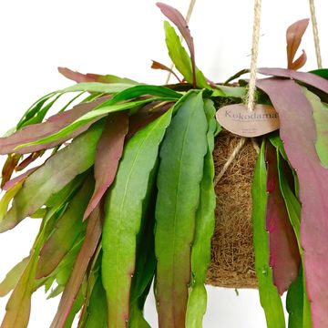 Pseudorhipsalis ramulosa 'Red Coral'