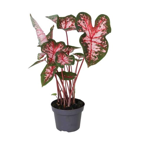 Caladium 'Carolyn Whorton'