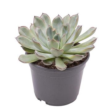 Echeveria pulidonis