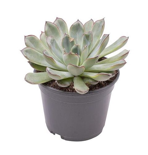 Echeveria pulidonis