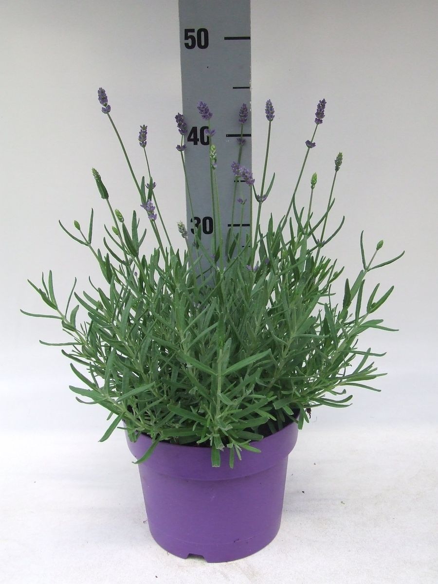 Lavandula Angustifolia Hidcote — Plantegrossist Floraccess 1520