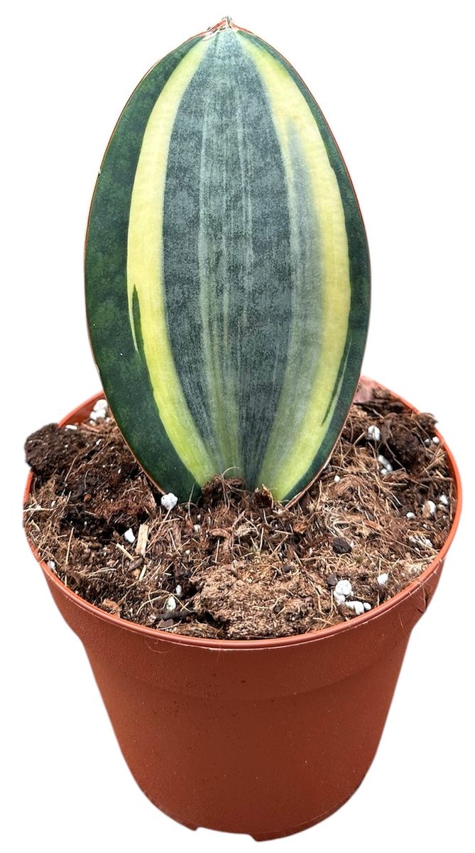 Sansevieria masoniana  Pflanzengrohandel FlorAccess