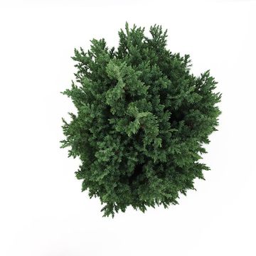 Juniperus chinensis 'Stricta'