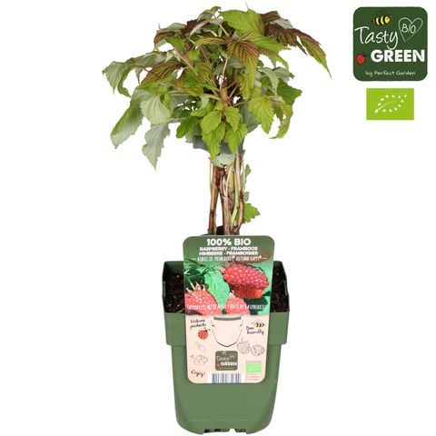 Rubus idaeus 'Autumn Happy'