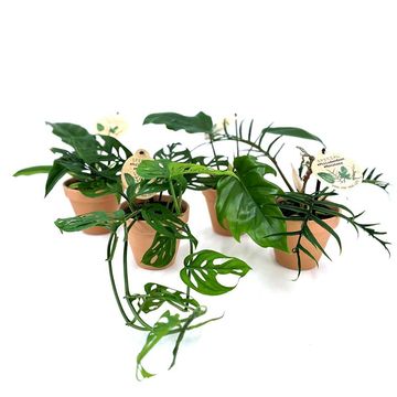Philodendron MIX