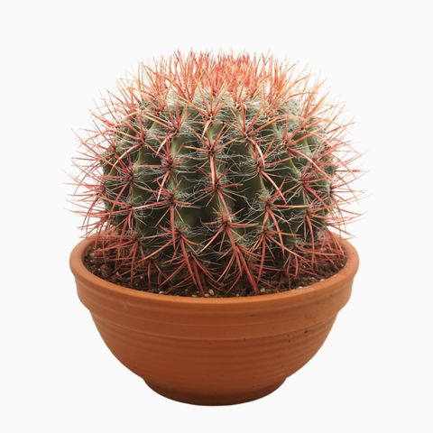 Ferocactus stainesii