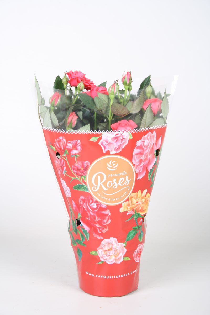 Rosa FAVOURITE ROSES PINK — Plant Wholesale FlorAccess