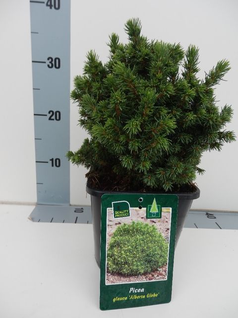 Picea glauca 'Alberta Globe'
