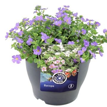 Sutera cordata 'Scopia Gulliver Blue'