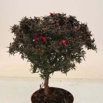 Leptospermum scoparium