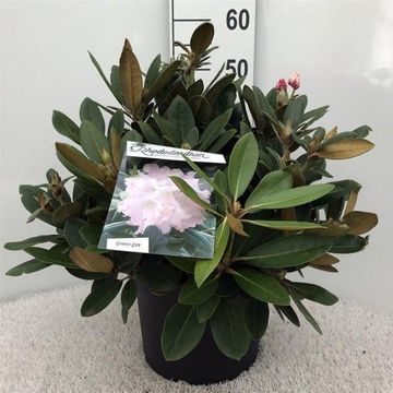 Rhododendron 'Silberwolke' (Y)